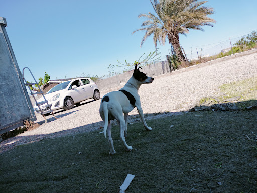 Club Canino Mali-Dog
