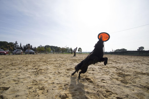 Piolcan Adiestramiento Canino y Peluquería Canina