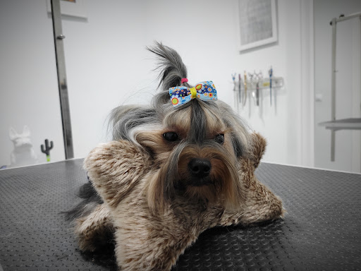 Peluquería canina BarberDog.Murcia