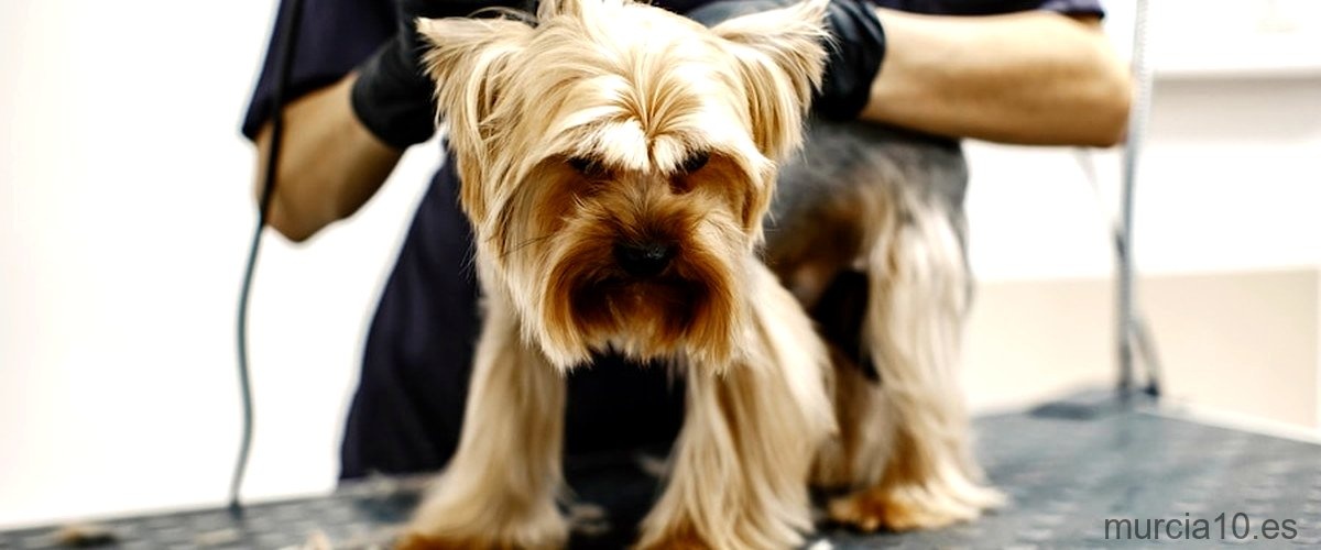 Las 10 mejores peluquerías caninas de Murcia