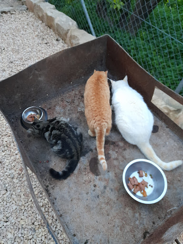 La Vereda Veterinarios